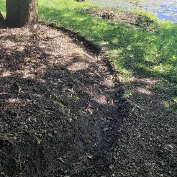 Tree by a serene waterbody surrounded by lush green grass and dirt path.